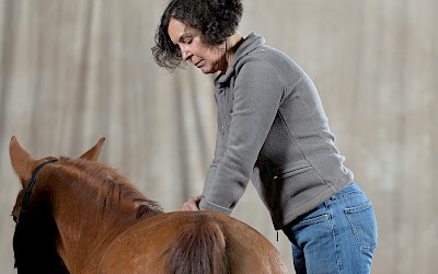 Chiropraktische Behandlung eines Pferdes