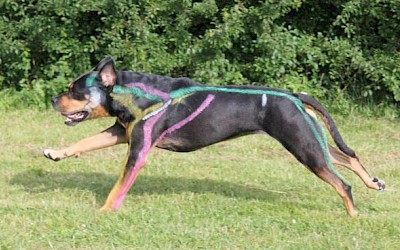 Hund im Galopp, Foto von Rikke Schultz